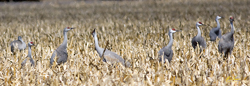 Cornfield Sandhill Cranes 1315